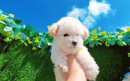 Maltipoo dogs for sale: Princess - Image 9