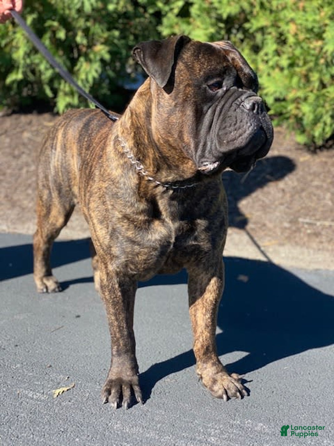 Bullmastiff dogs for sale: Maggy - Image 2