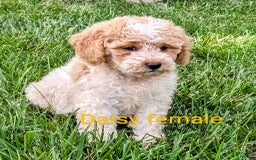 Mini Goldendoodle dogs for sale: Daisy - Image 2