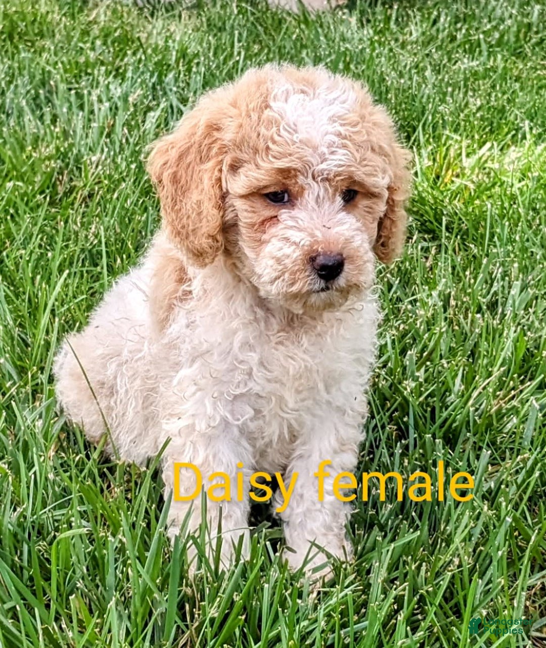 Mini Goldendoodle dogs for sale: Daisy - Image 2