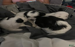 Shihpoo dogs for sale: Jekally - Image 4