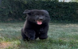 German Shepherd dogs for sale: Zara - Image 6