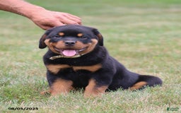 Rottweiler dogs for sale: Larry - Image 2