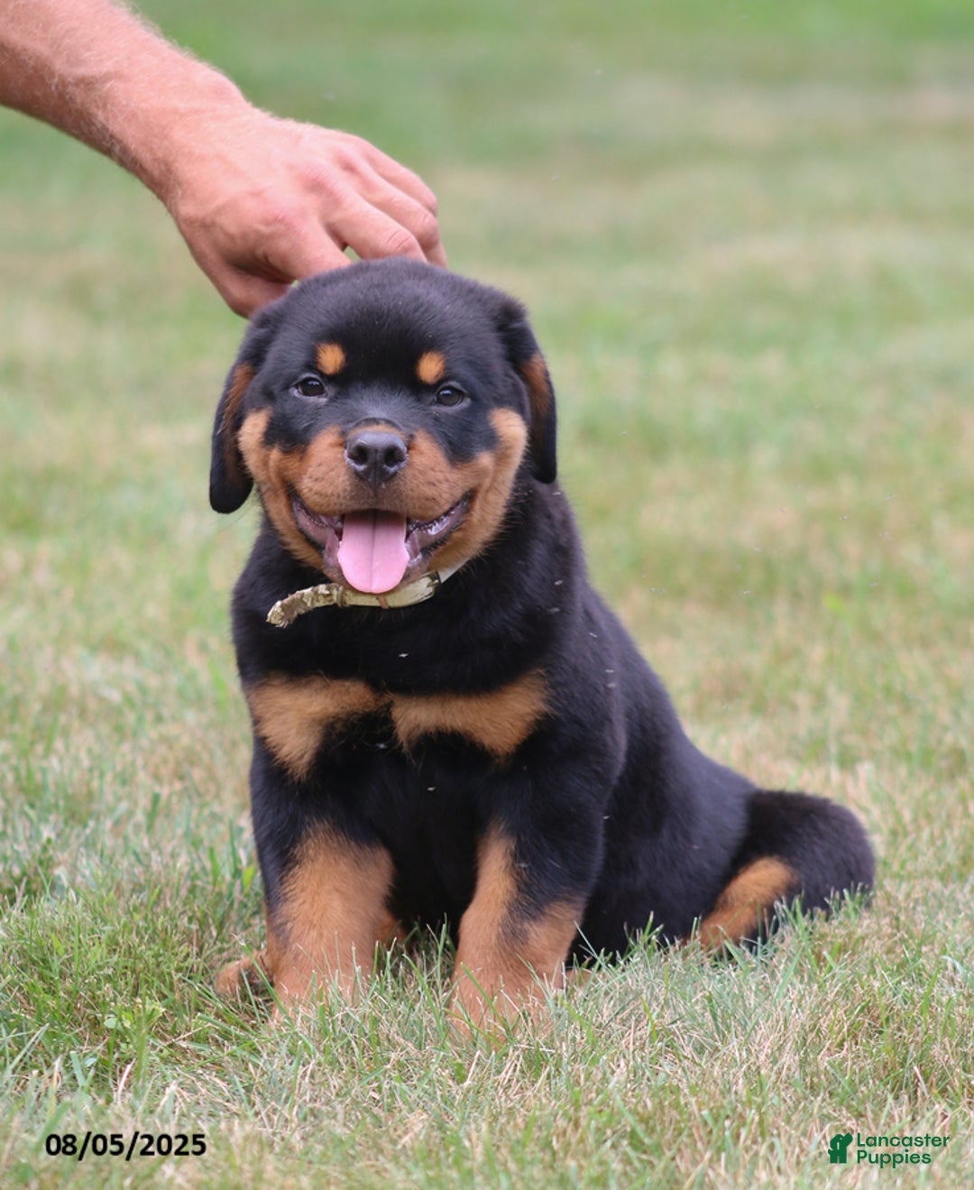 Rottweiler dogs for sale: Larry - Image 2