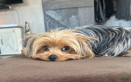 Yorkshire Terrier dogs for sale: Bo - Image 14