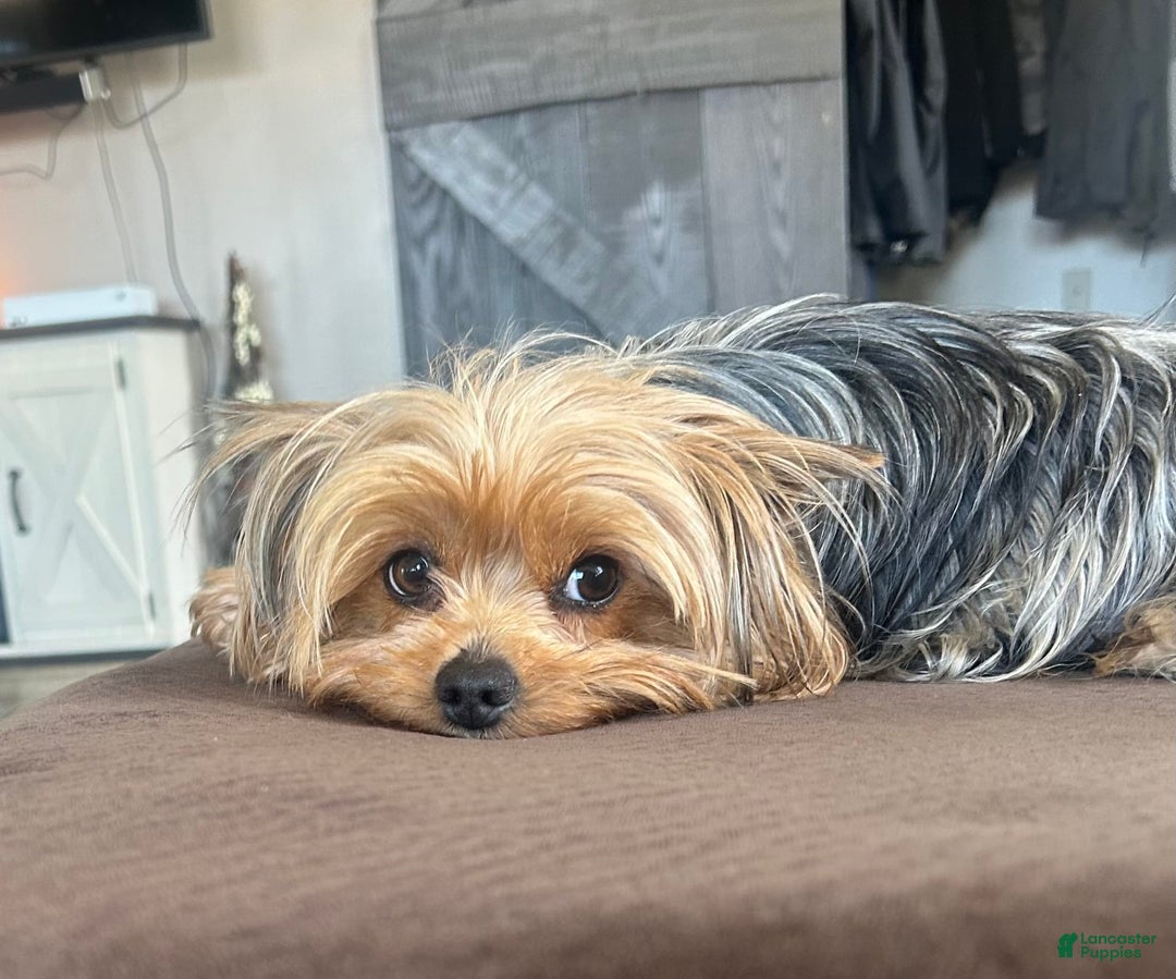 Yorkshire Terrier dogs for sale: Bo - Image 14