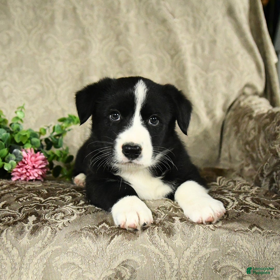 Bernese Mountain Dog dogs for sale: Flash - Image 6