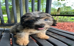 Mini Aussiedoodle dogs for sale: Canary - Image 16