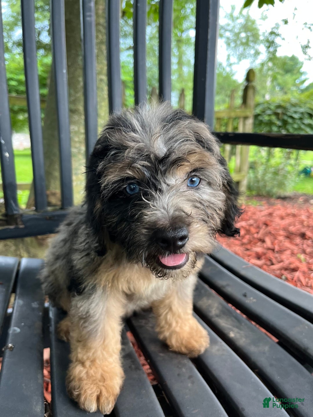 Mini Aussiedoodle dogs for sale: Canary - Image 16