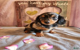 Miniature Dachshund dogs for sale: Hailey - Image 8