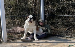 Saint Bernard dogs for sale: Oliver - Image 19