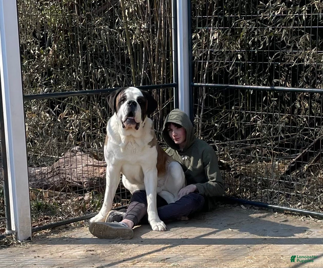 Saint Bernard dogs for sale: Oliver - Image 19