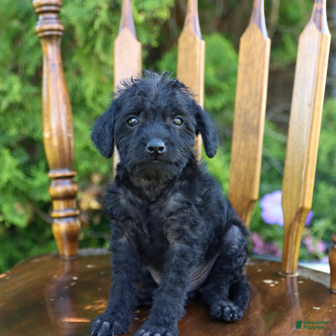 Toy Poodle dogs for sale: Licorice - Image 6