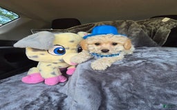 Yorkshire Terrier dogs for sale: Edwin - Image 1