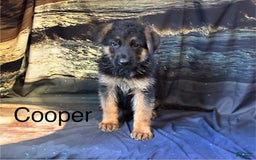 German Shepherd dogs for sale: Cooper - Image 3