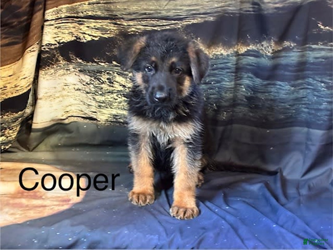 German Shepherd dogs for sale: Cooper - Image 3