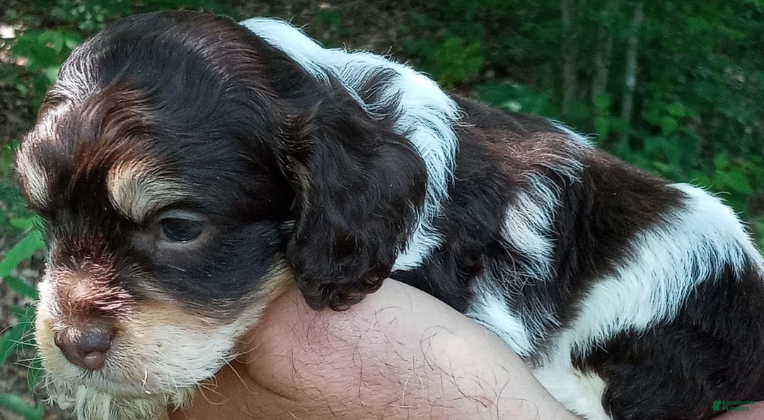 Portuguese Water Dog dogs for sale: T-bone Brown - Image 3