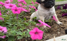 Pug dogs for sale: Puggles - Image 1