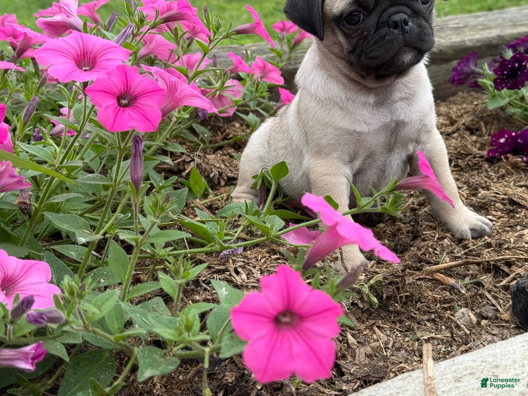 Pug dogs for sale: Puggles - Image 1