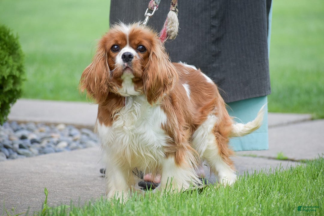 Cavalier King Charles Spaniel dogs for sale: Bethany - Image 6