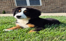 Bernese Mountain Dog dogs for sale: Ivy - Image 13