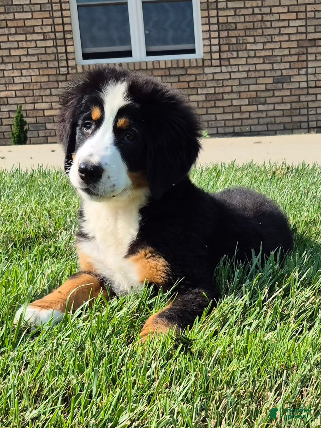 Bernese Mountain Dog dogs for sale: Ivy - Image 13