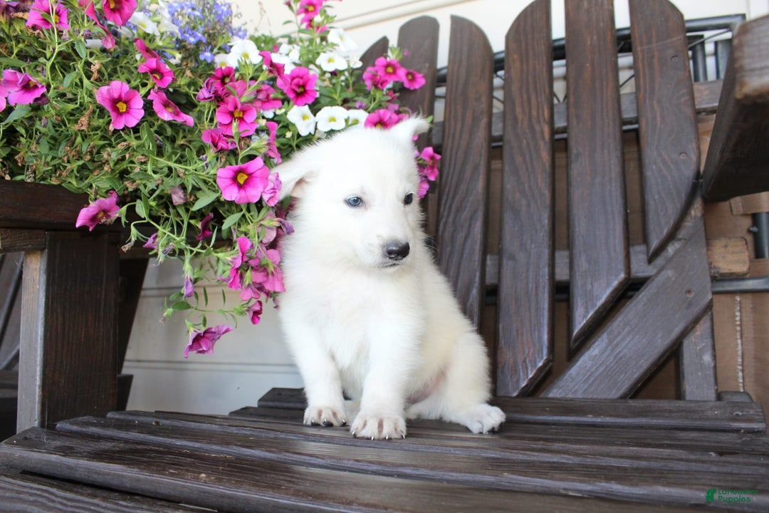 German Shepherd dogs for sale: Jim - Image 6