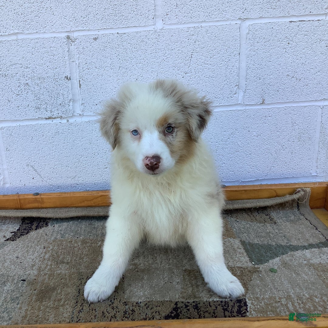 Australian Shepherd dogs for sale: Bradley - Image 2