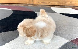 Lhasa Apso dogs for sale: Ollie - Image 3