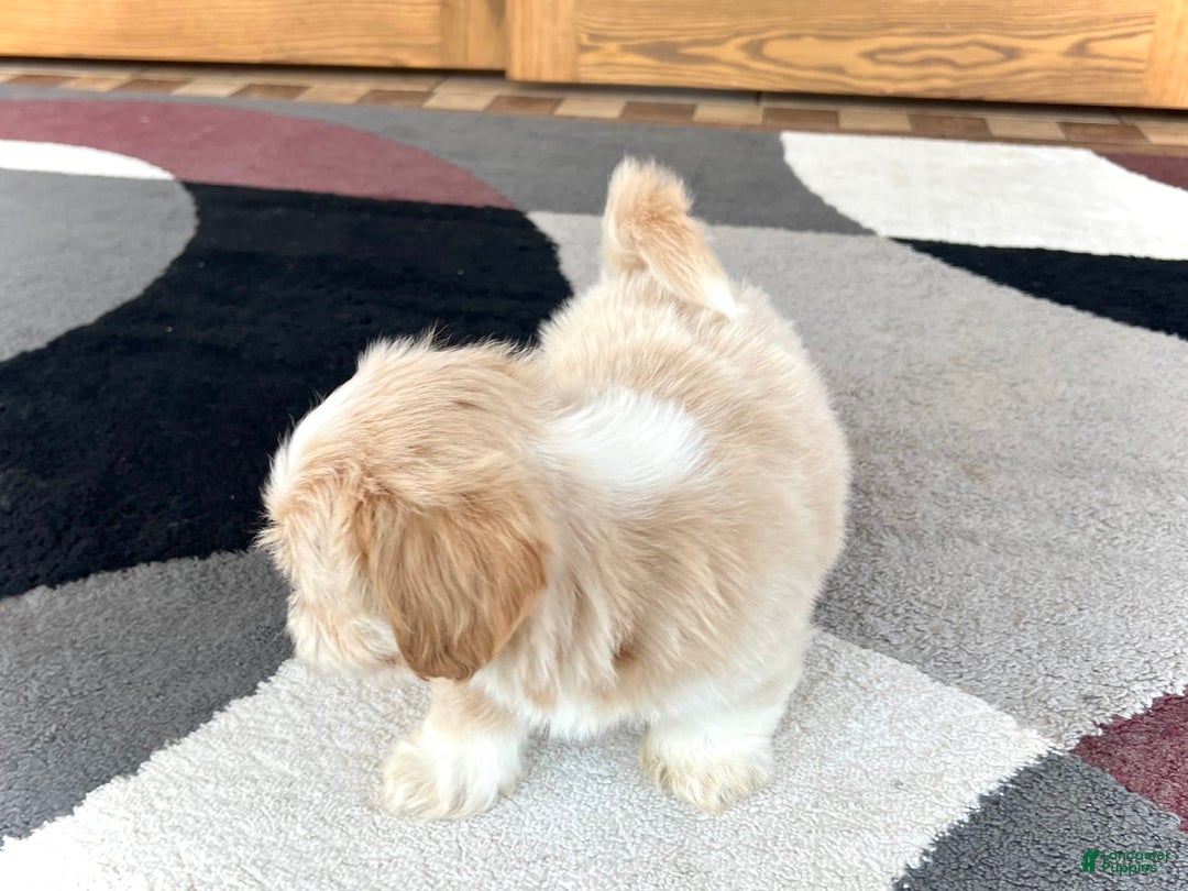 Lhasa Apso dogs for sale: Ollie - Image 3
