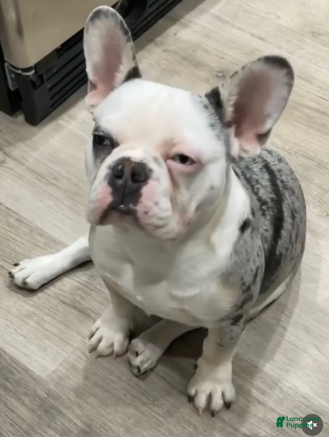 French Bulldog dogs for sale: Puppy 3 - Image 4