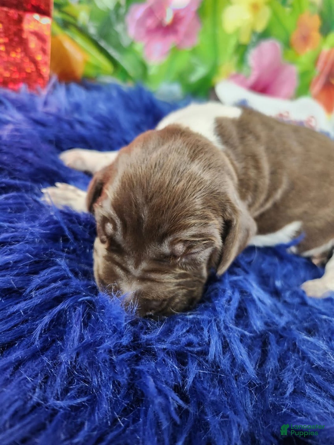 German Shorthaired Pointer dogs for sale: Taki - Image 1