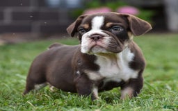 Beabull dogs for sale: Winston - Image 5