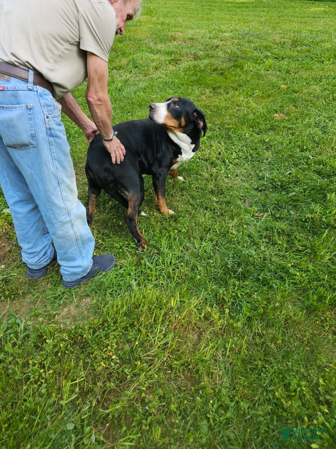 Greater Swiss Mountain Dog dogs for sale: Noel - Image 2