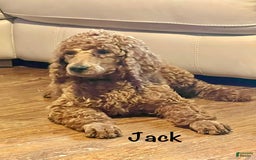 Standard Poodle dogs for sale: Jack - Image 6