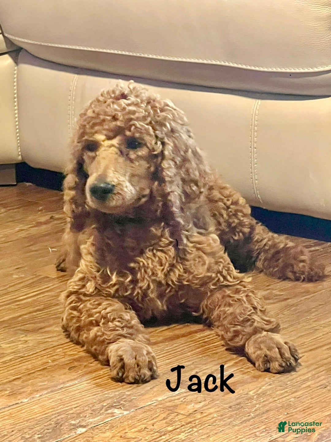 Standard Poodle dogs for sale: Jack - Image 6