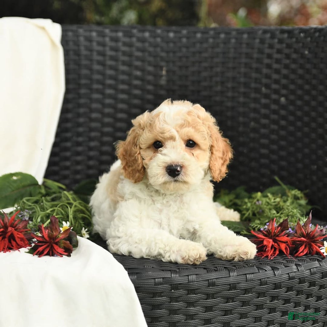 Cockapoo dogs for sale: Justin - Image 9