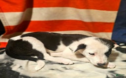 Border Collie dogs for sale: I-dog - Image 8
