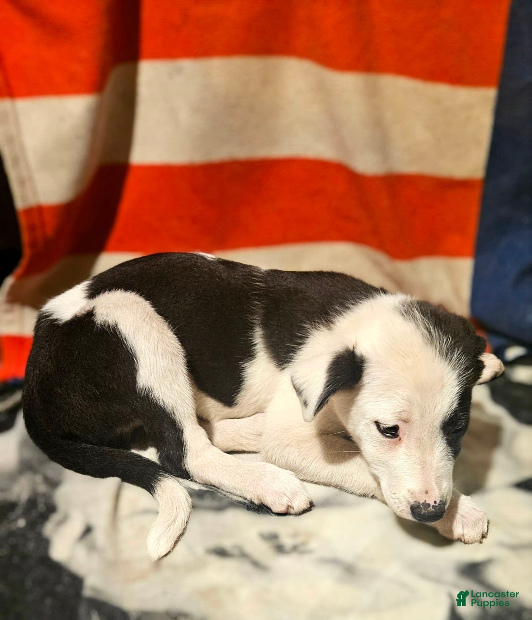 Border Collie dogs for sale: I-dog - Image 8