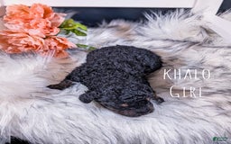 Mini Bernedoodle dogs for sale: Khalo - Image 2