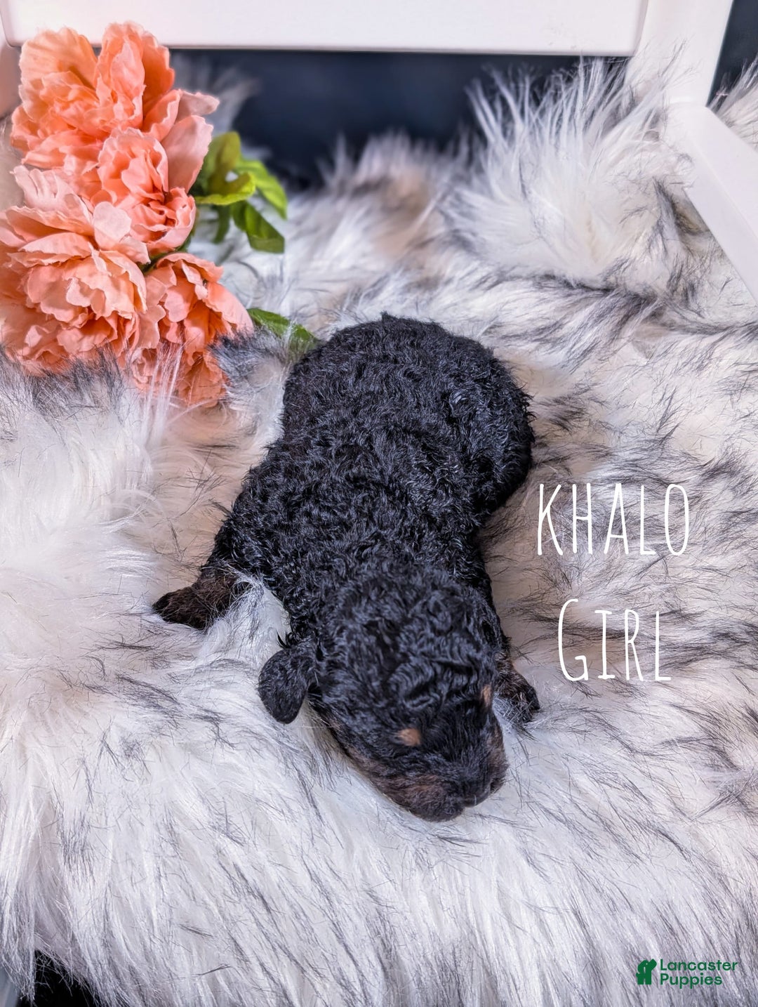 Mini Bernedoodle dogs for sale: Khalo - Image 2