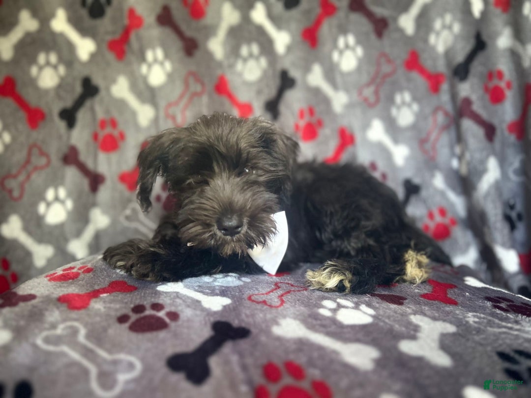 Miniature Schnauzer dogs for sale: Rover - Image 7