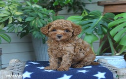 Miniature Poodle dogs for sale: Miniature Poodle 4 puppies - Image 4