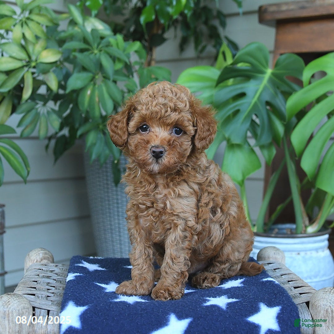 Miniature Poodle dogs for sale: Miniature Poodle 4 puppies - Image 4