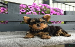 Yorkshire Terrier dogs for sale: Tugger - Image 3