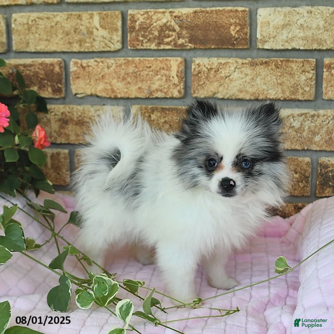 Pomeranian dogs for sale: Sparkle - Image 8