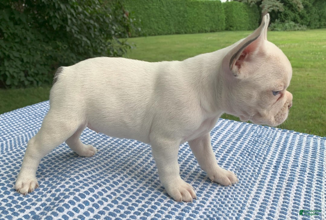 French Bulldog dogs for sale: Princess White - Image 2