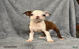 Boston Terrier dogs for sale: Lucky - Image 2