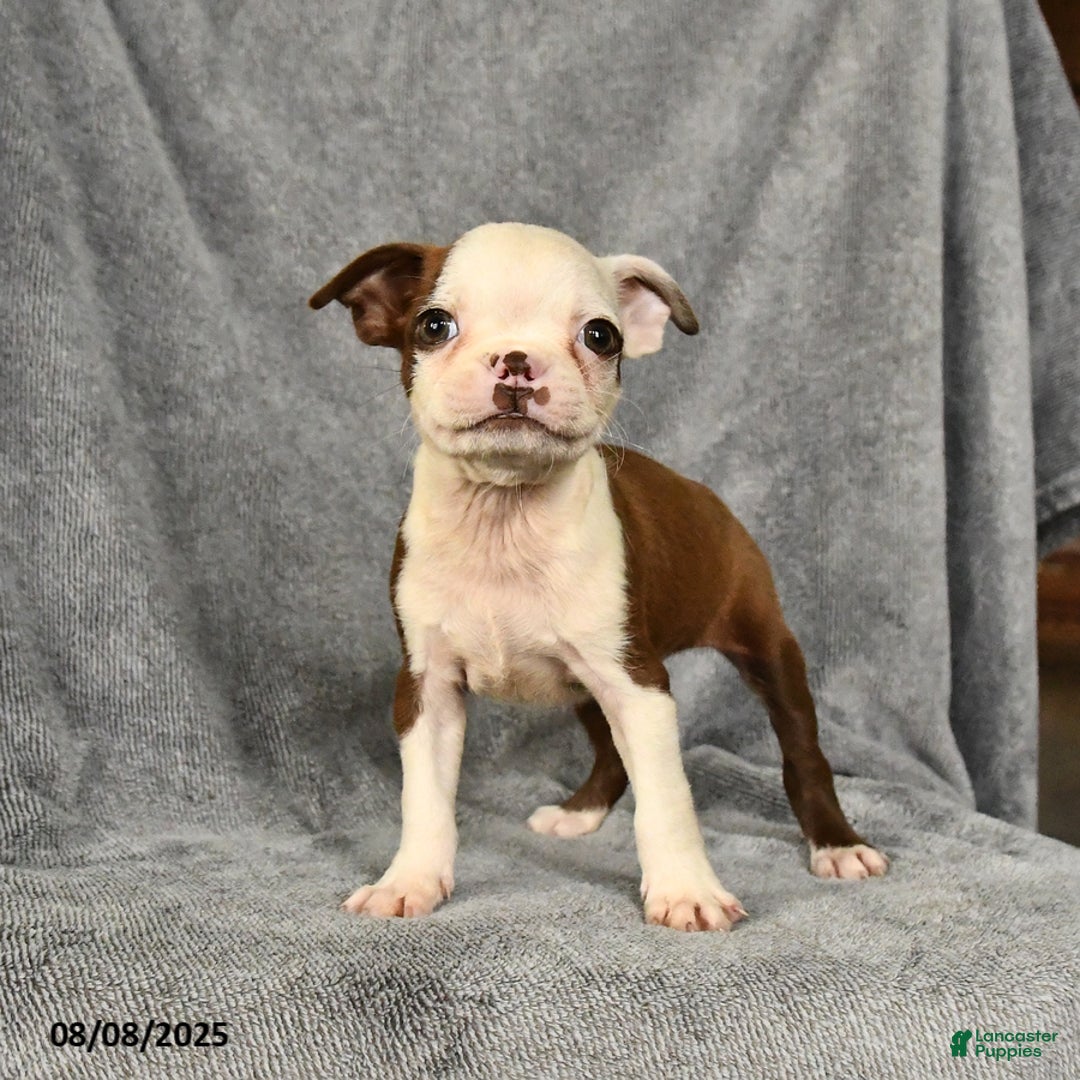 Boston Terrier dogs for sale: Lucky - Image 2