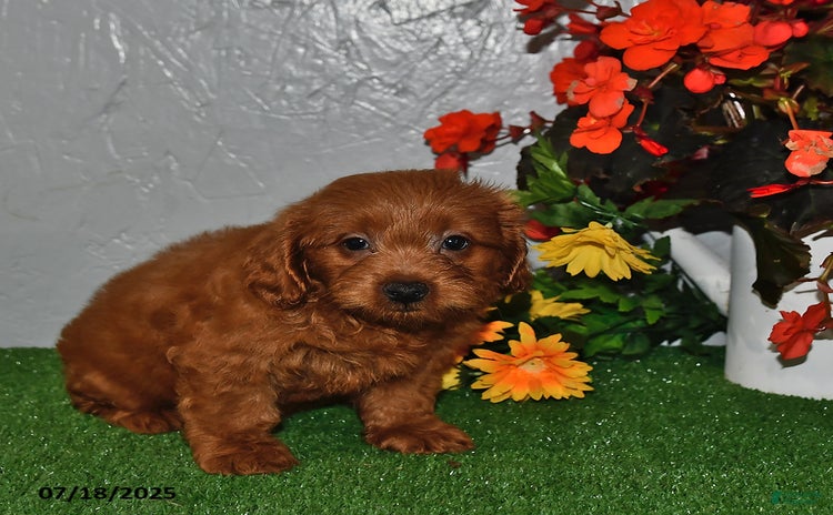 Cavapoo dogs for sale - Ad 1